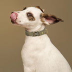 Köpek Tasması İsimli Kanvas 80651