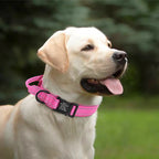 Taktik Köpek tasması İsimli 34487
