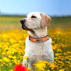 İsimli Deri Köpek Tasması 80341