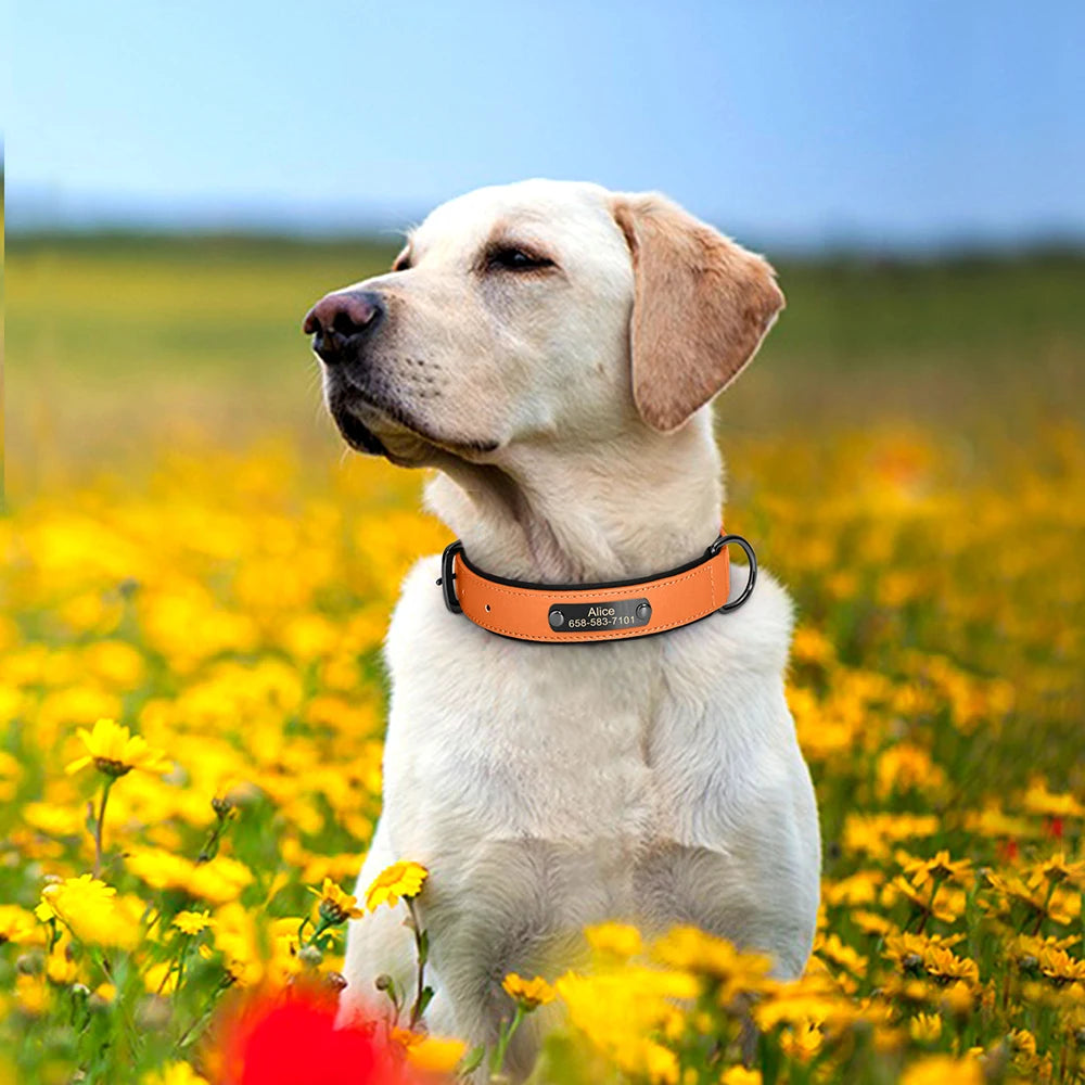 İsimli Deri Köpek Tasması 80341