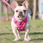 Köpek Göğüs Tasması SET 96851