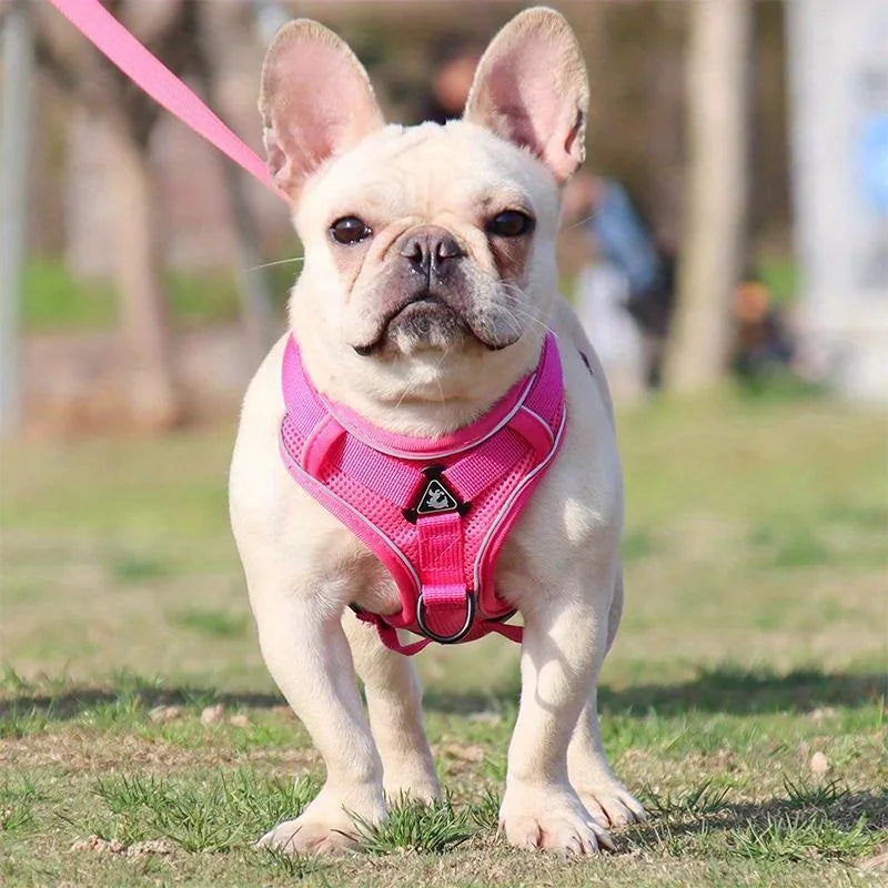 Köpek Göğüs Tasması SET 96851