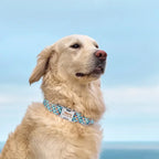 Köpek Tasması İsimli 45863