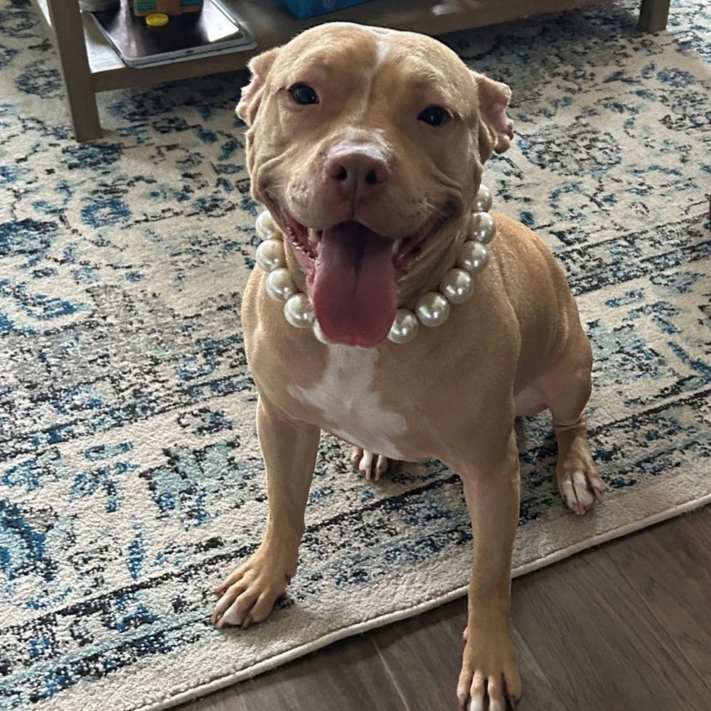 Köpek Tasması - İnci Desenli Evcil Hayvan Kolyesi 55868