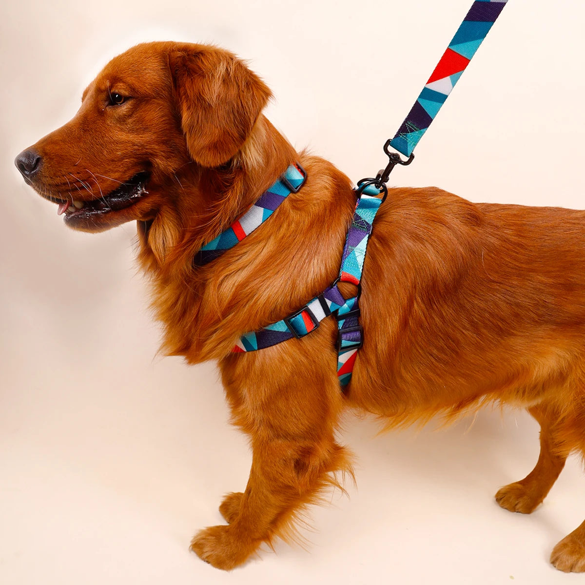 Köpek Tasma Seti 3 parça 71692