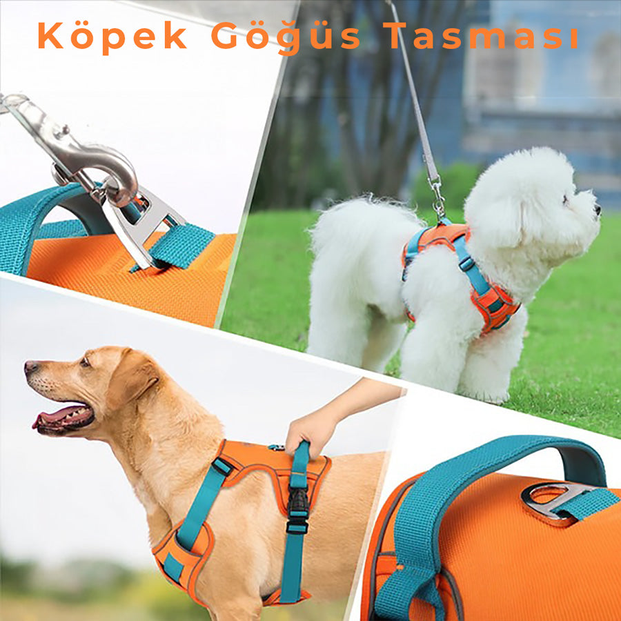 köpek göğüs tasması