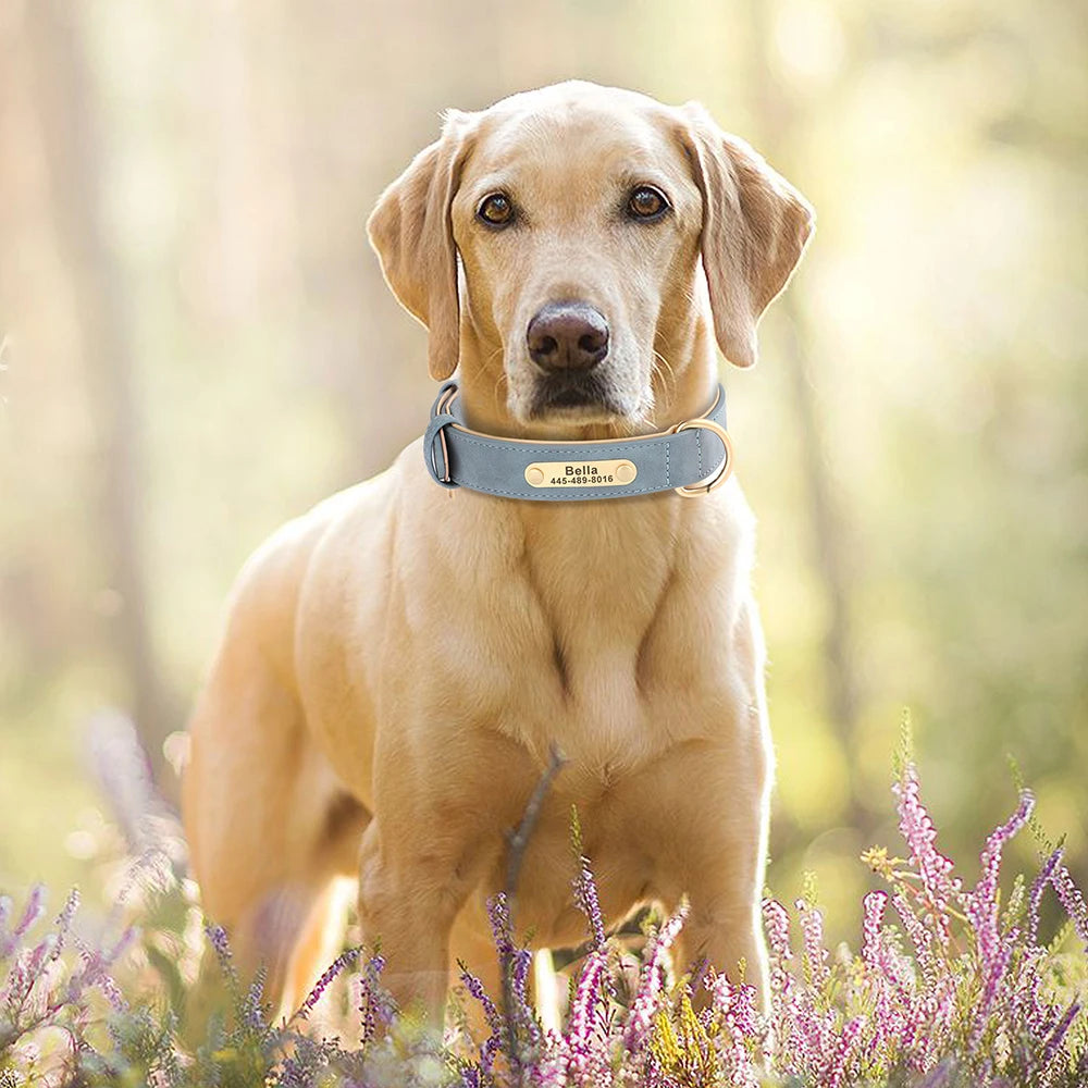 Deri Köpek Tasması İsimli Boyun Tasması 588804
