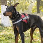 Köpek Göğüs Tasması 89678