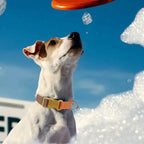 Köpek Tasması Ayarlanabilir Kolay Açılır 95582