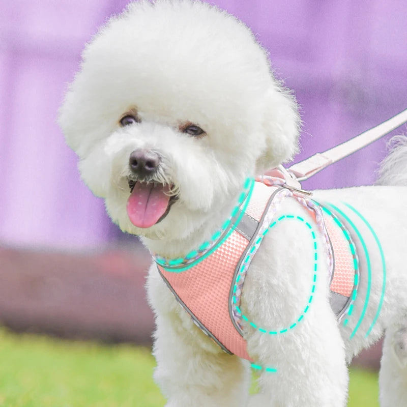 Köpek Göğüs Tasması ve Gezdirme Kayışı Seti 89194