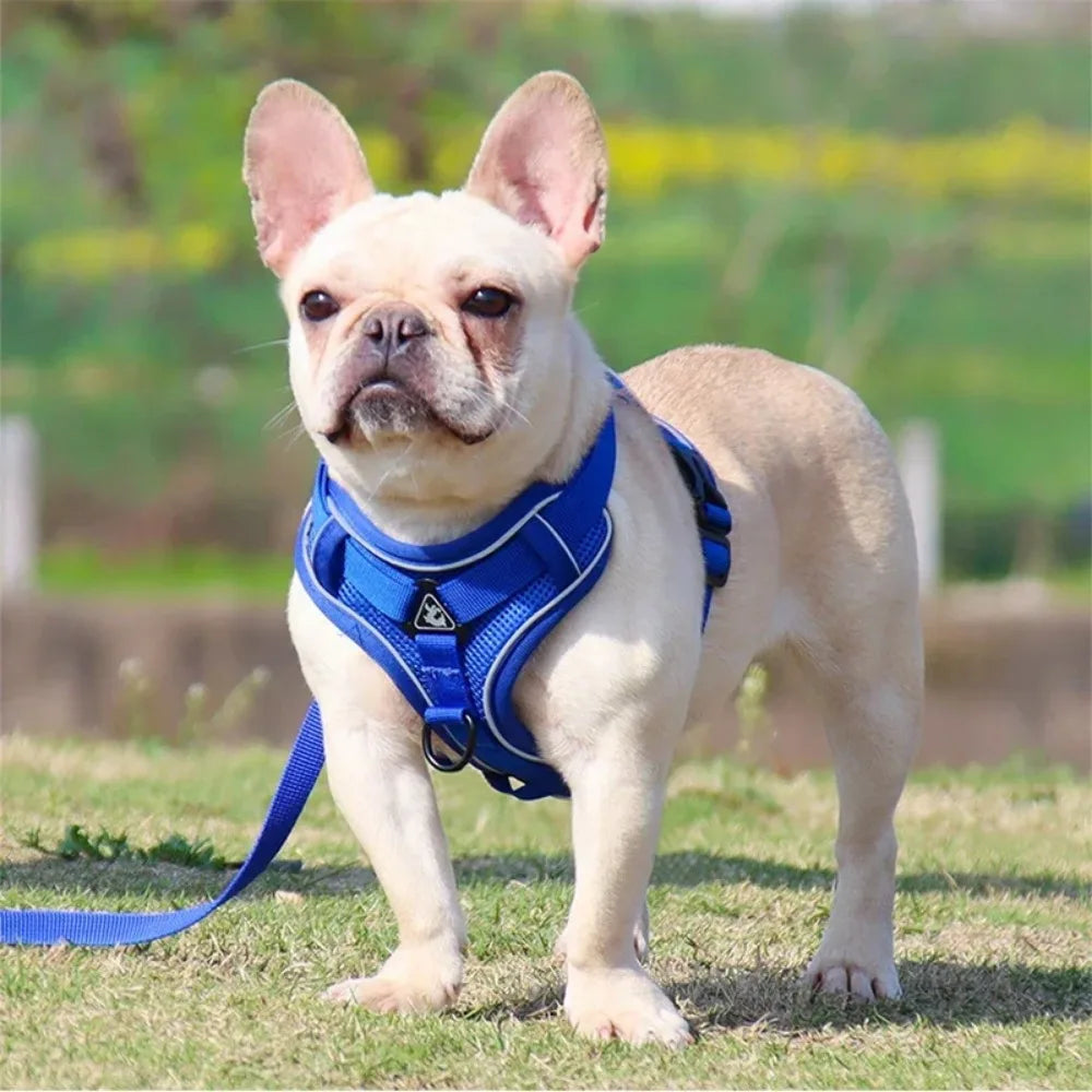 Köpek Göğüs Tasması SET 96851