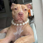 Köpek Tasması - İnci Desenli Evcil Hayvan Kolyesi 55868