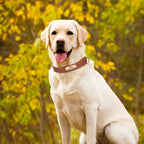 İsimli Köpek Tasması Yastıklı Deri Tasma 614392