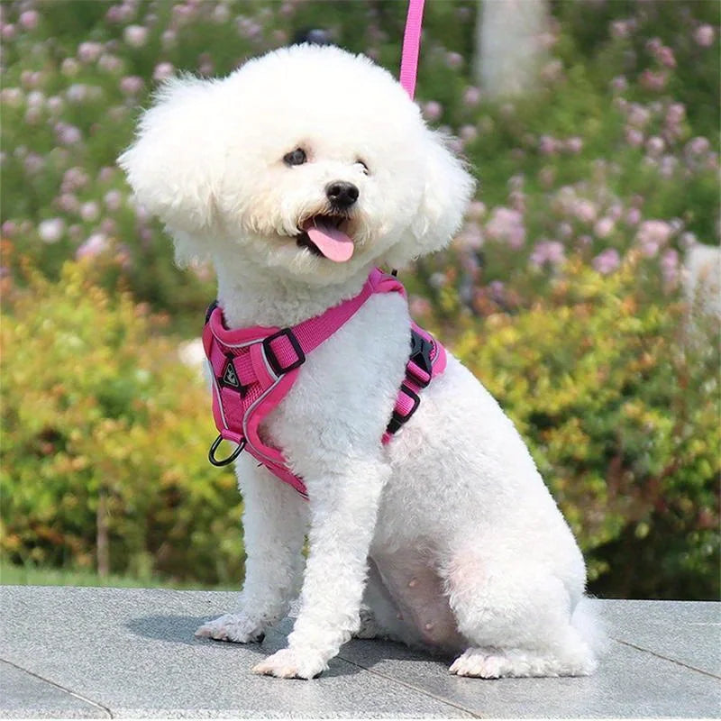 Köpek Göğüs Tasması SET 96851