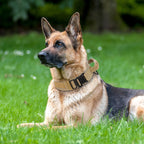 K9 Tasma Taktik Fosforlu Eğitim Tasması 54449151