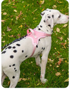 Köpek Göğüs Tasması 06725