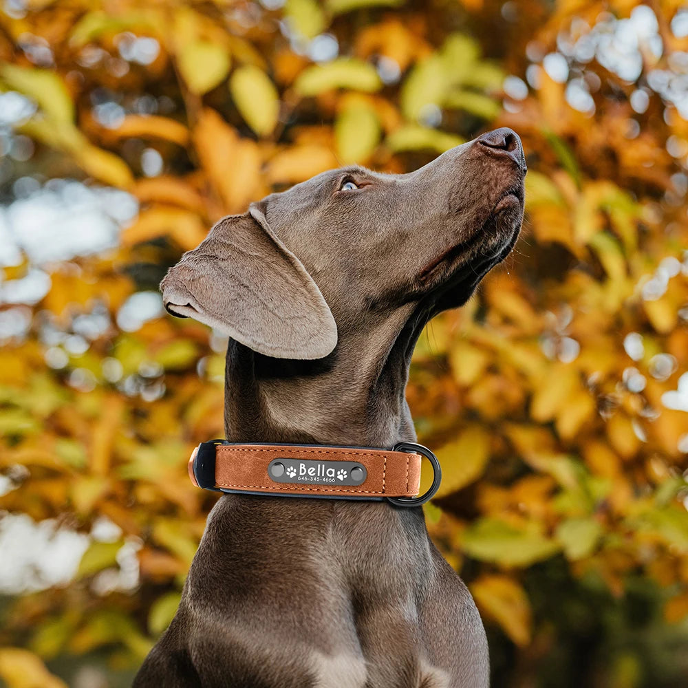 Köpek Tasması isimli Deri Tasma 43874