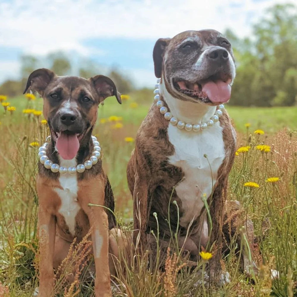 Köpek Tasması - İnci Desenli Evcil Hayvan Kolyesi 55868