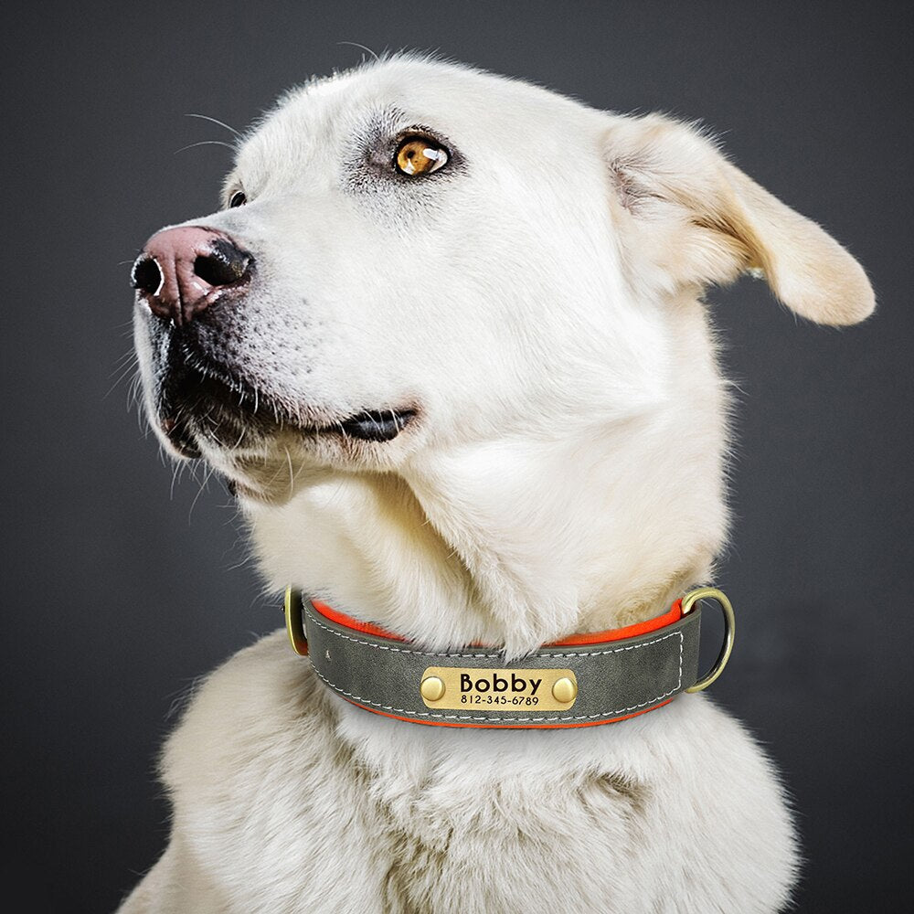 Köpek Tasması 