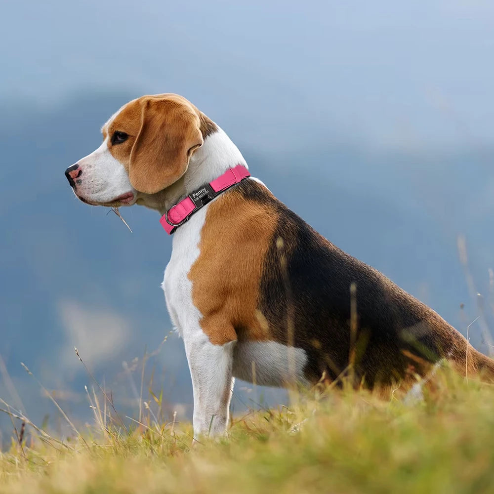 İsimli Deri Köpek Tasması 54377