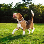 Köpek Tasması İsimli 45863