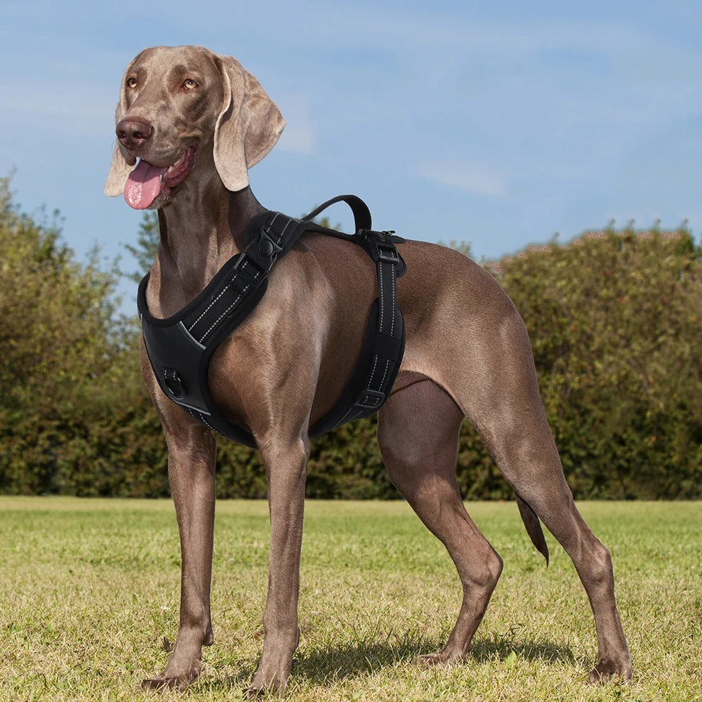 Köpek Göğüs Tasması 07068