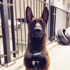 Zincir Tasma İsimli Köpek Tasması 10857168