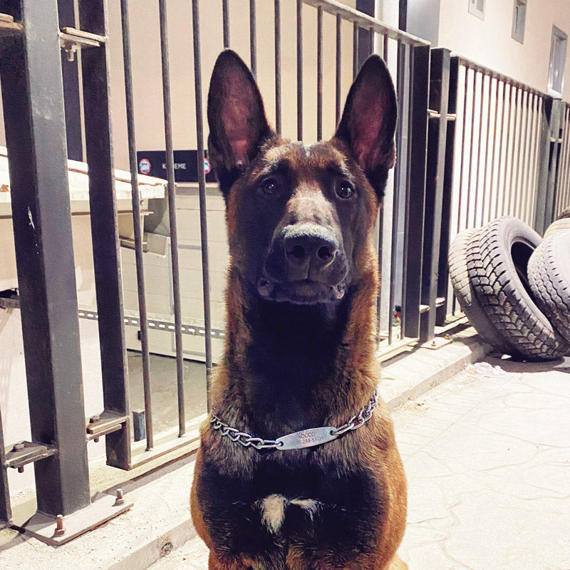 Zincir Tasma İsimli Köpek Tasması 10857168