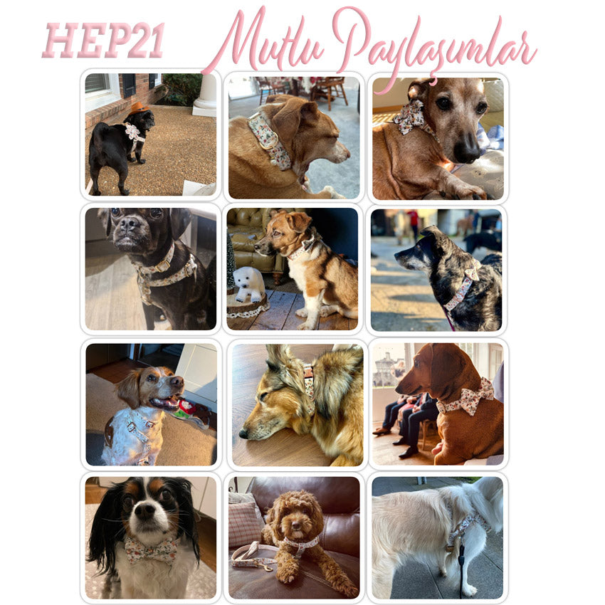 Köpek Boyun Tasması İsimli Çiçek Desenli 639066
