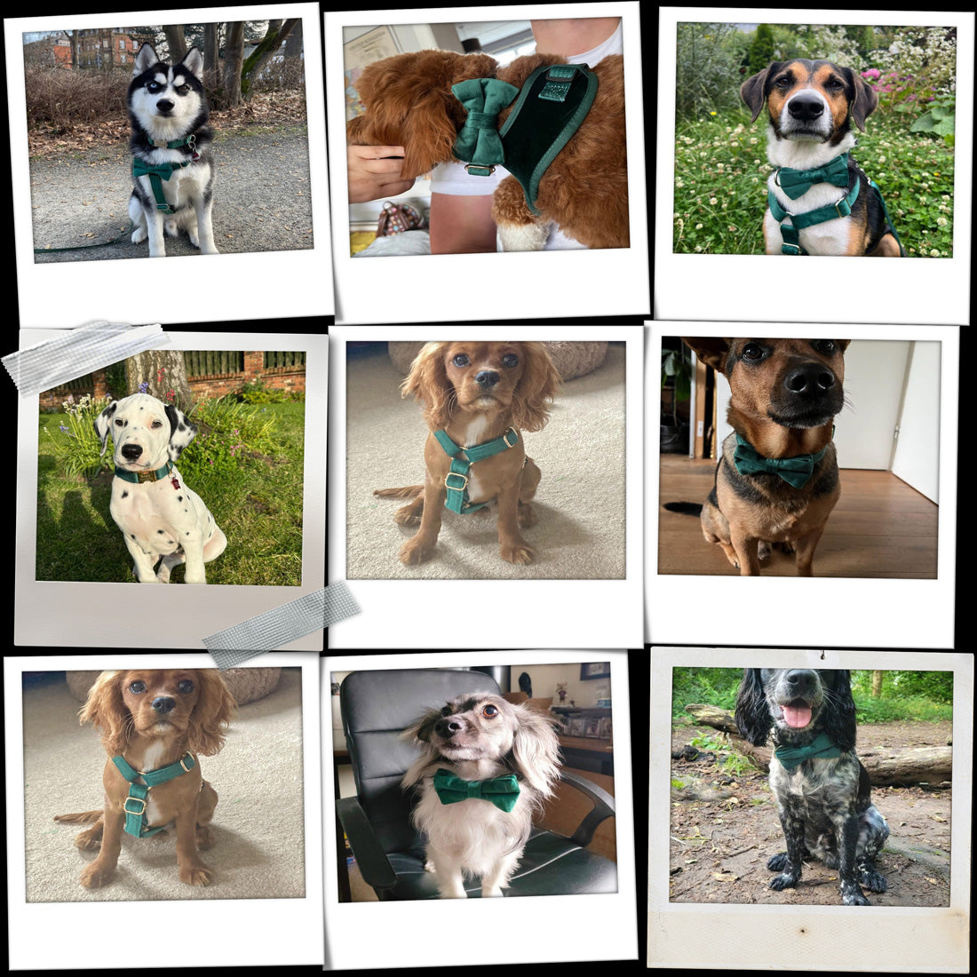 Köpek Boyun Tasması İsimli Kadife 32052