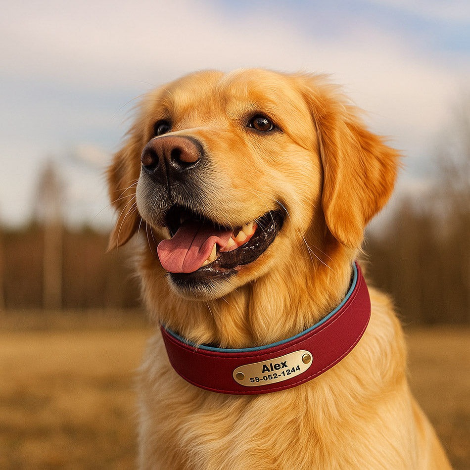 Köpek Tasması Yastıklı isimli Deri Tasma 806672