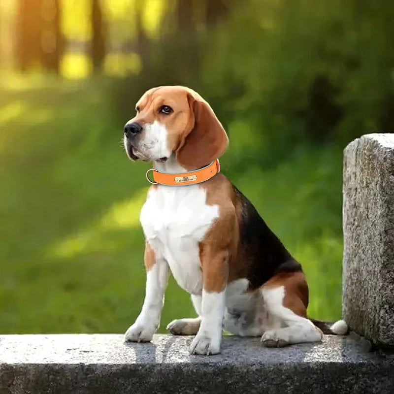 Köpek Tasması İsimli Deri Tasma 377912