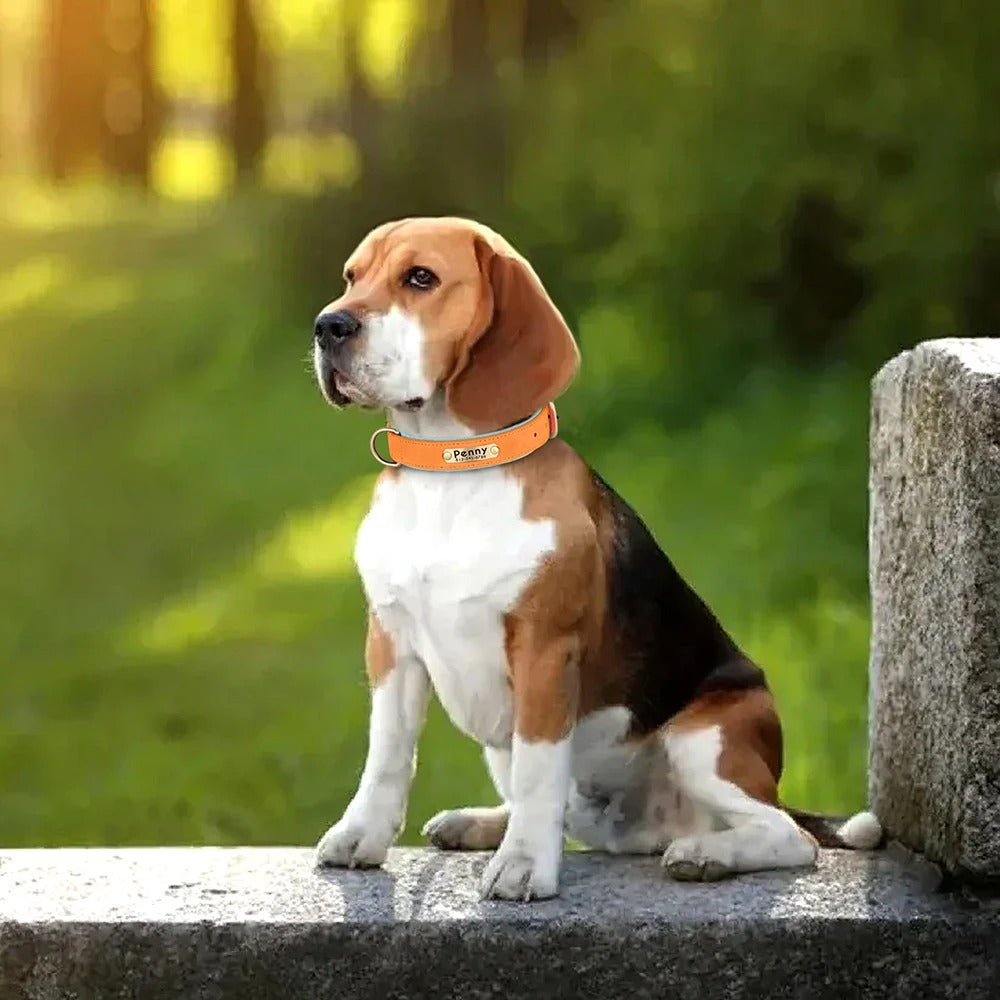 Deri Köpek Tasması Yastıklı isimli Boyun Tasması 758250
