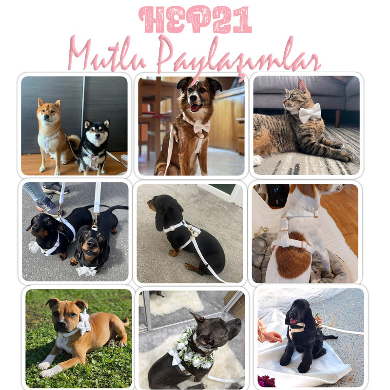 Köpek Boyun Tasması İsimli Beyaz Kadife Boyun Tasması 215859