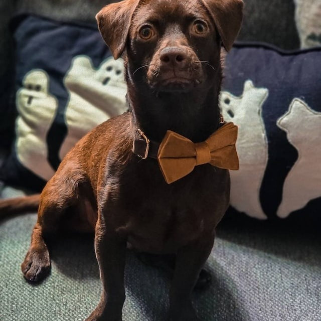 Köpek Boyun Tasması İsimli Açık Kahve Kadife 826818
