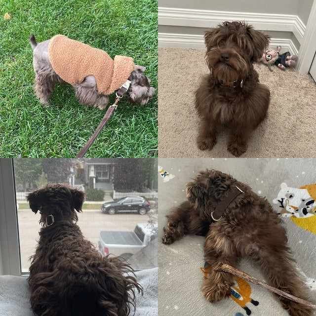 Köpek Boyun Tasması İsimli Koyu Kahve Kadife 571510