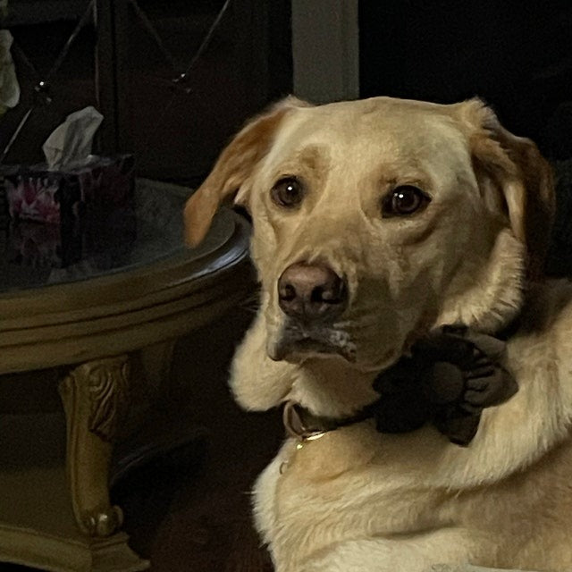 Köpek Boyun Tasması İsimli Koyu Kahve Kadife 571510