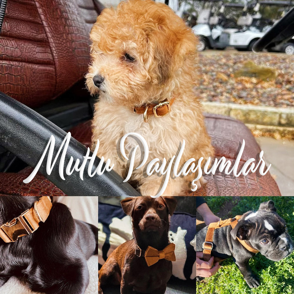 Köpek Boyun Tasması İsimli Karamel Kadife 369365