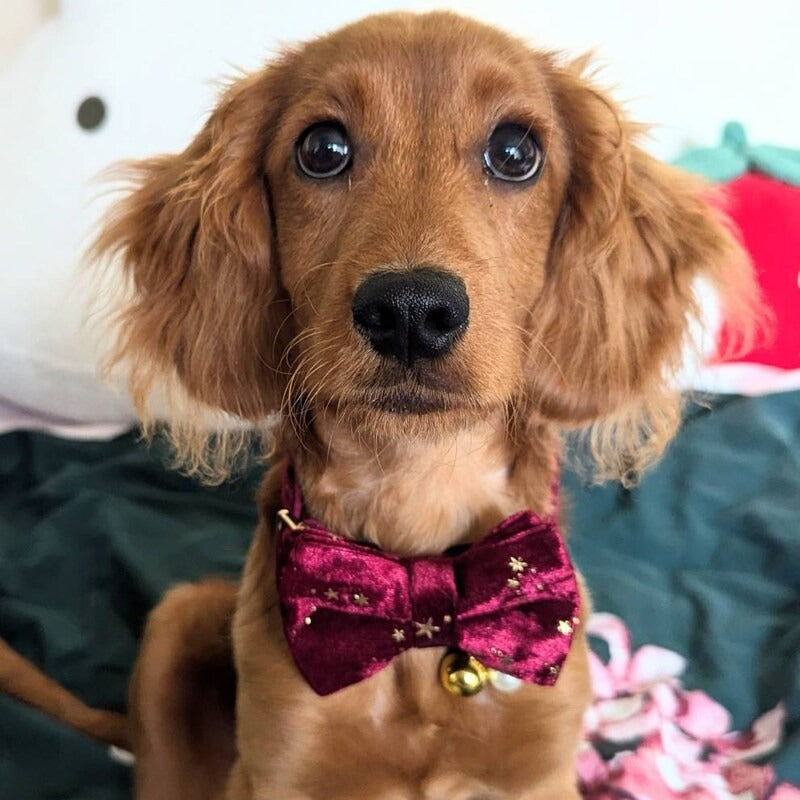 Köpek Boyun Tasması İsimli Bordo Kadife 764243
