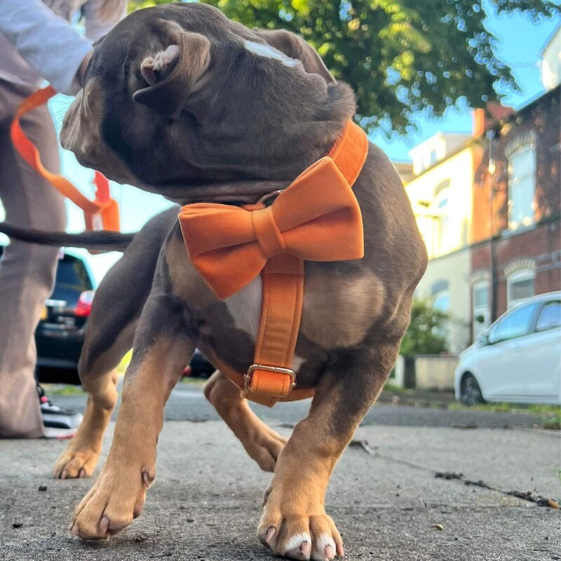 Köpek Boyun Tasması İsimli Turuncu Kadife 865315