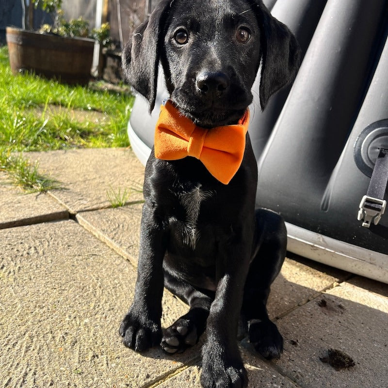 Köpek Boyun Tasması İsimli Turuncu Kadife 865315