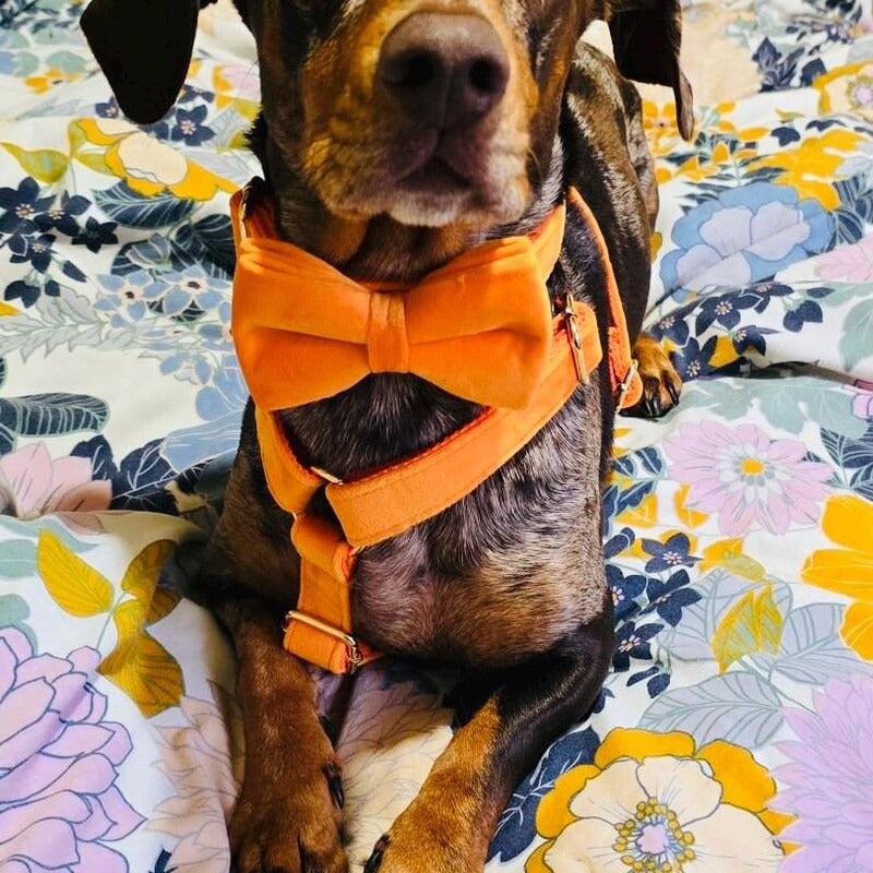 Köpek Boyun Tasması İsimli Turuncu Kadife 865315