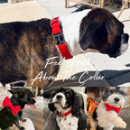 Köpek Boyun Tasması İsimli Kırmızı Kadife 470184