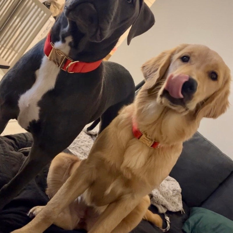Köpek Boyun Tasması İsimli Kırmızı Kadife 470184