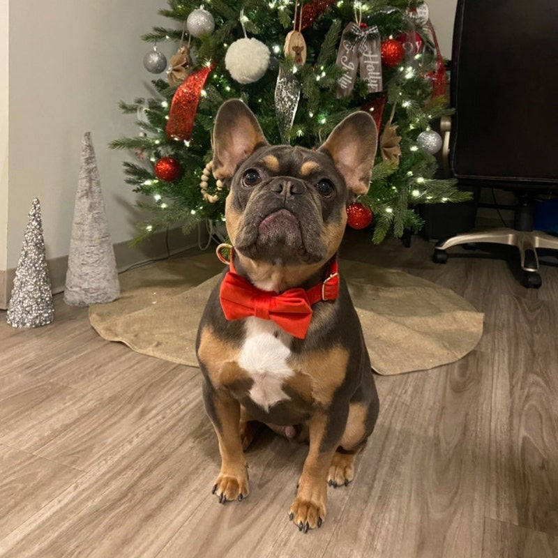 Köpek Boyun Tasması İsimli Kırmızı Kadife 470184