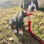 Köpek Boyun Tasması İsimli Kırmızı Kadife 470184