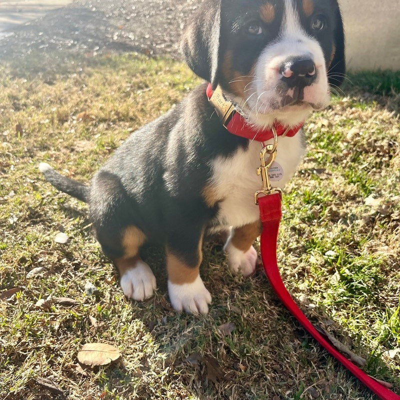 Köpek Boyun Tasması İsimli Kırmızı Kadife 470184