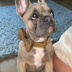 Köpek Boyun Tasması İsimli Açık Kahve Kadife 750569