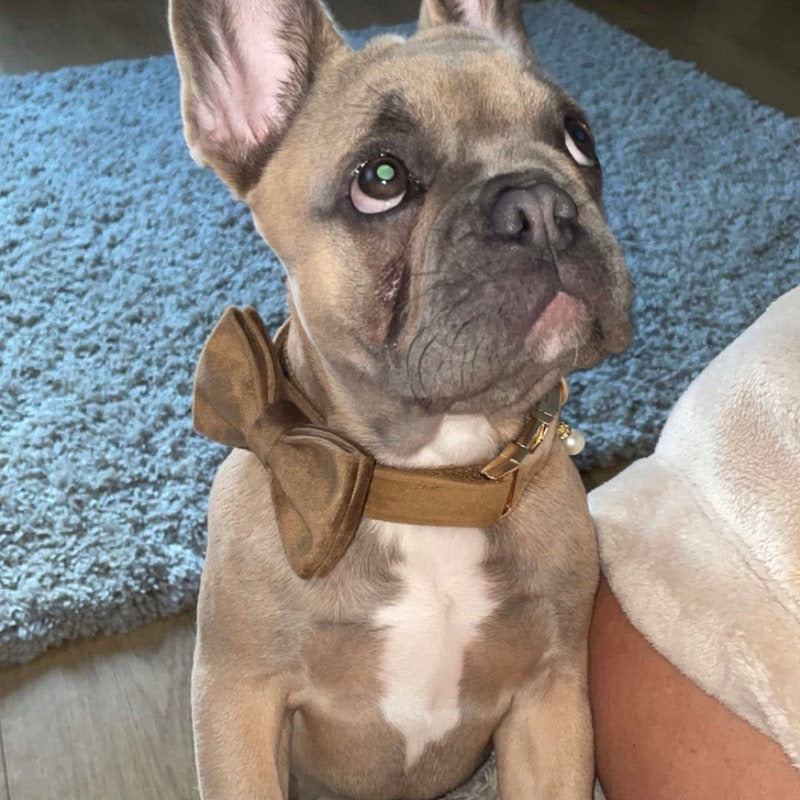 Köpek Boyun Tasması İsimli Açık Kahve Kadife 750569