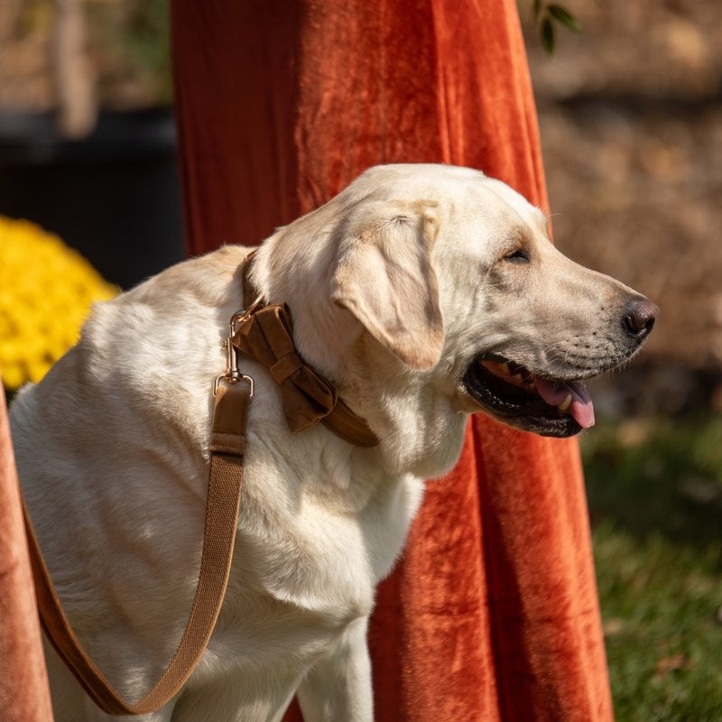 Köpek Boyun Tasması İsimli Açık Kahve Kadife 750569